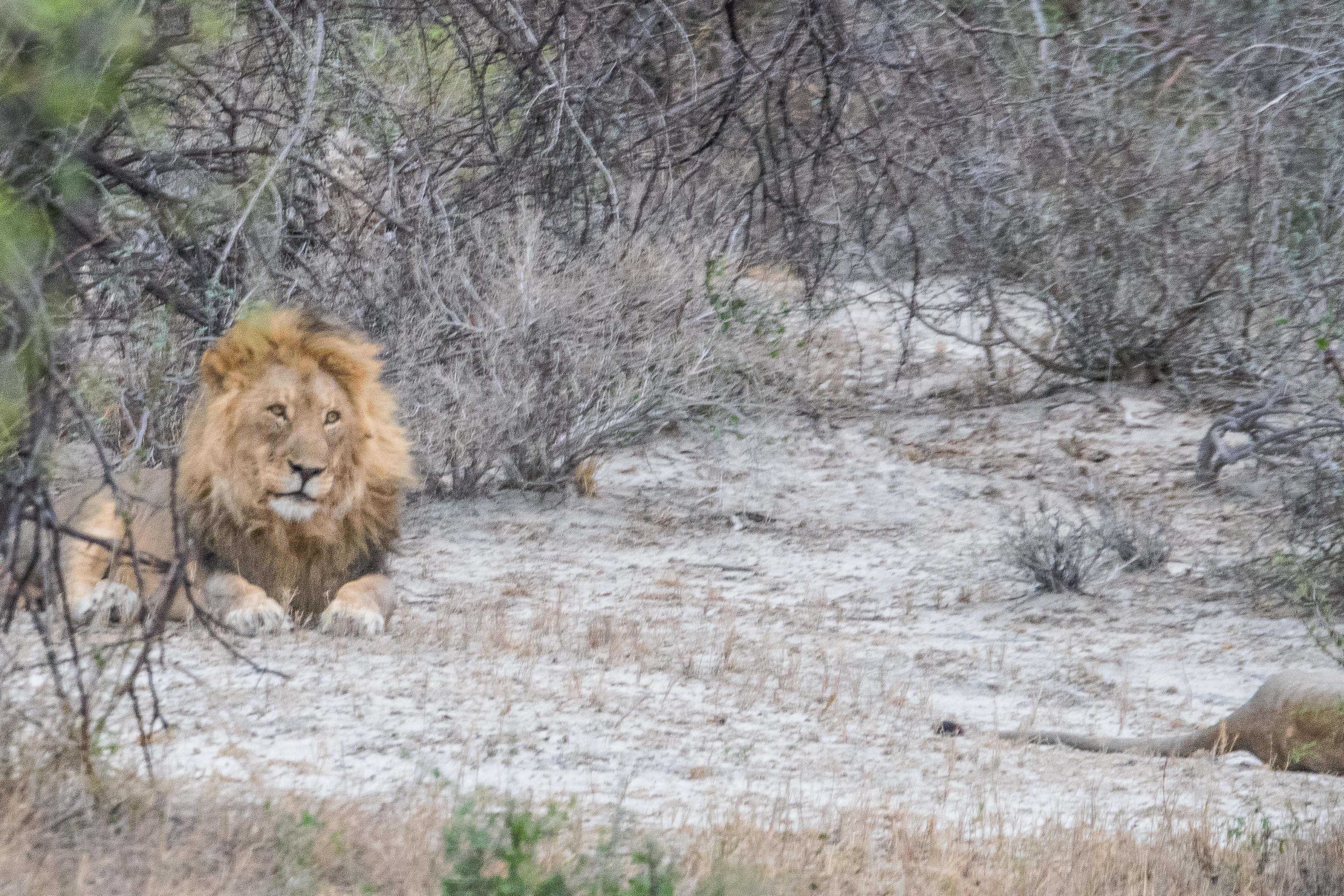 Le Lion parait maintenant indifférent, bien qu'il garde un œil sur la lionne, qui n'est pas partie très loin, et ne tardera probablement pas à revenir le provoquer pour tester de nouveau l'avancement de son processus d'ovulation, Onguma Nature Reserve, Etosha, Namibie.